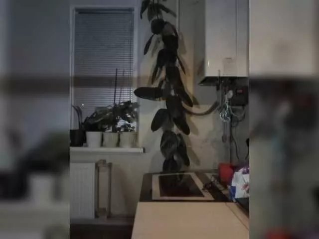 Freechat betruetoyourheart on BongaCams